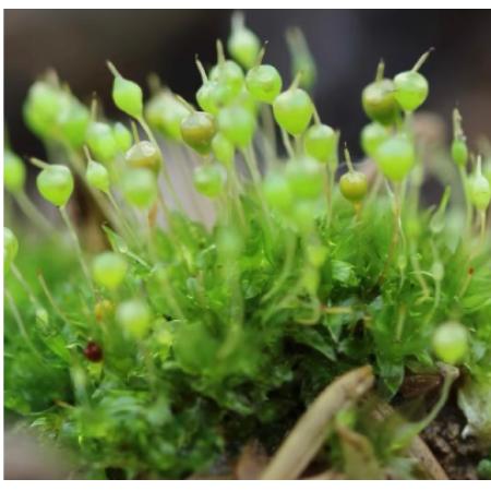 苔蘚diy材料meyao
